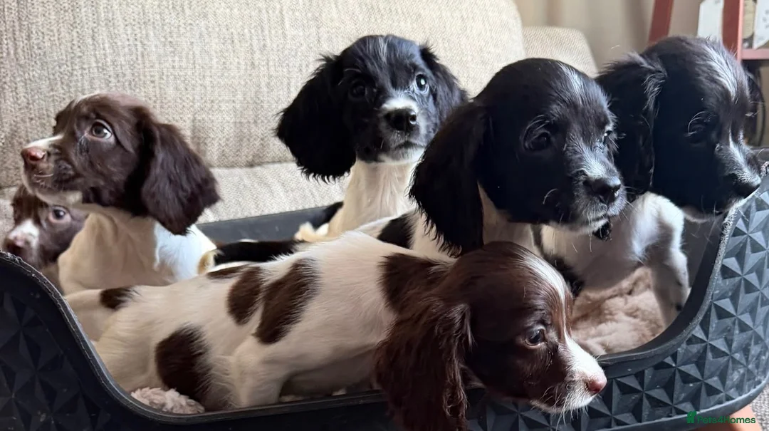 English Springer Spaniel dogs for sale: Our lovely Springer Spaniel puppies 🐾 in York - Advert 2