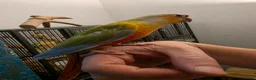 Conures birds for sale: Handreared Tame Conures - Advert 10