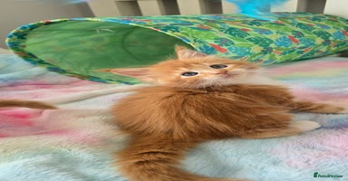 Maine Coon cats - Advert 5