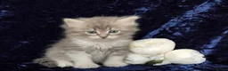 Siberian cats for sale: GCCF Registered Siberian Kitten For Sale  - Advert 18