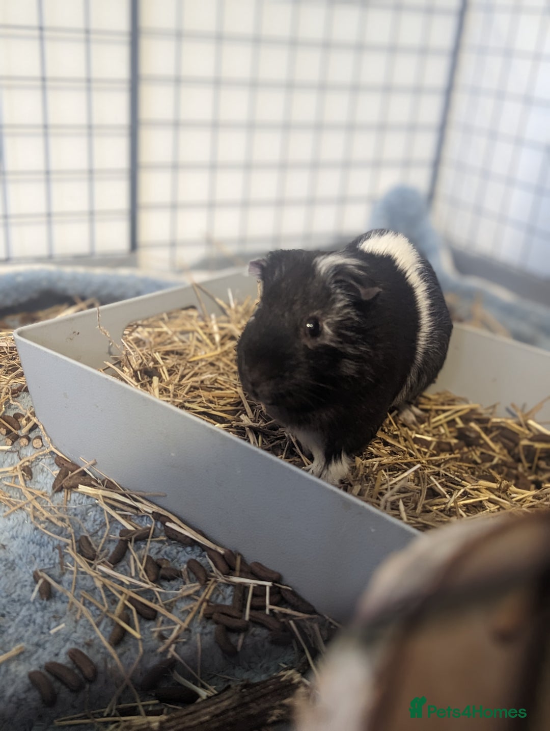 Guinea Pig rodents for sale: 2 male guinea pigs - Image 4