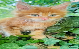 Maine Coon cats for sale: Stunning Pure Breed Maine Coon Kittens  - Image 5