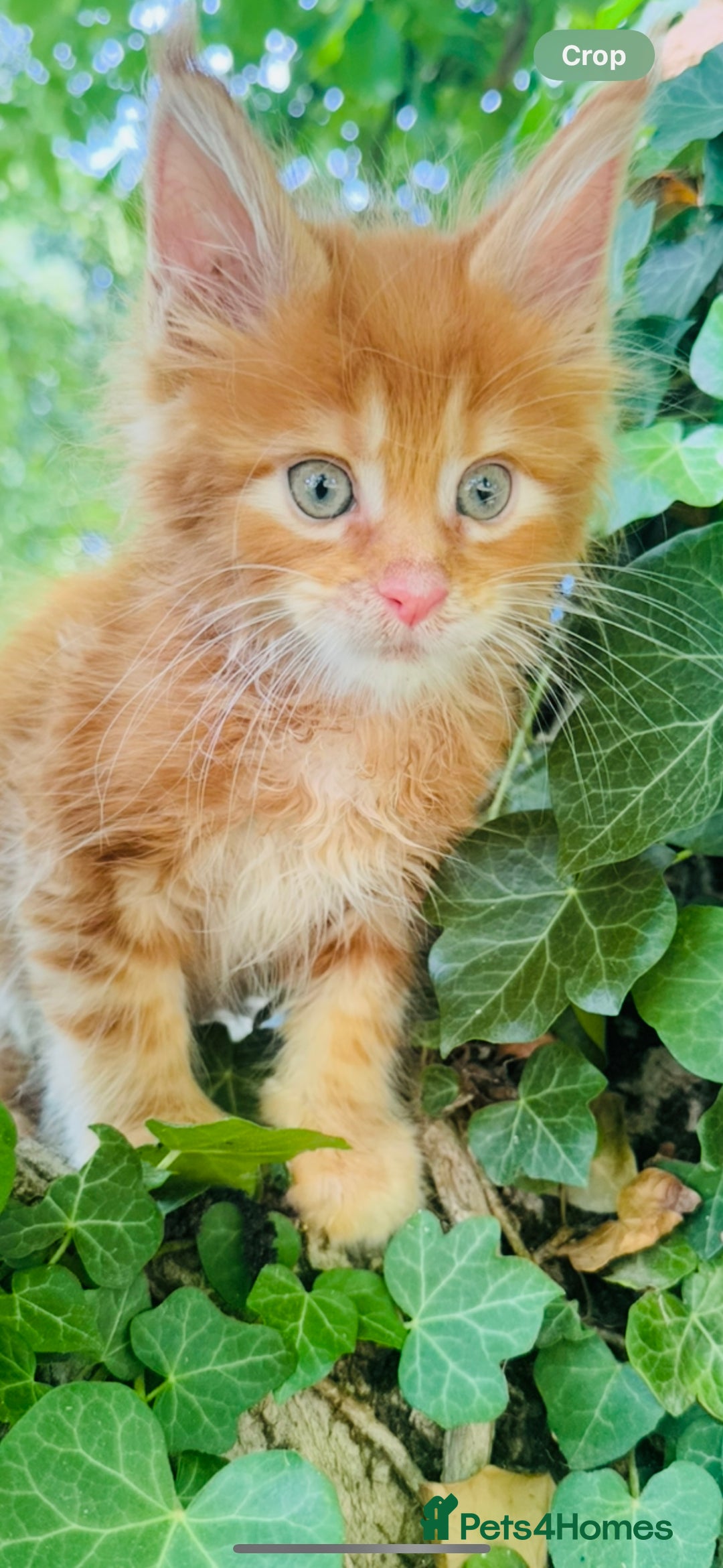 Maine Coon cats for sale: Stunning Pure Breed Maine Coon Kittens  - Image 5
