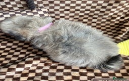 Mixed Breed dogs for sale: RARE  Shipom /pomshi Pomeranian and Shihtzu cross  - Image 24