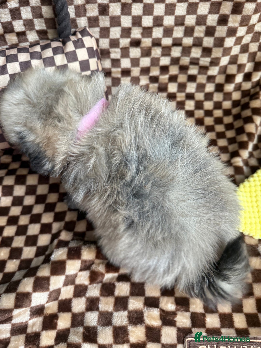Mixed Breed dogs for sale: RARE  Shipom /pomshi Pomeranian and Shihtzu cross  - Image 24