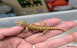 Bearded Dragon reptiles for sale: 50% red monster bearded dragons  - Image 7