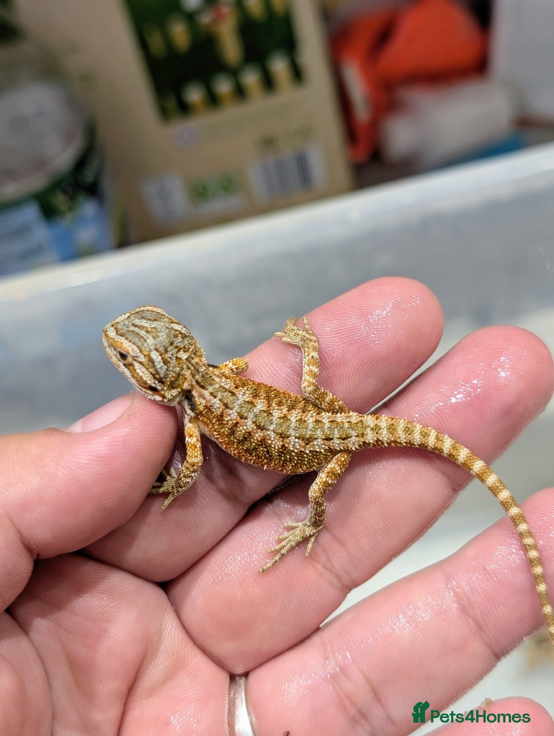 Bearded Dragon reptiles for sale: 50% red monster bearded dragons  - Image 7