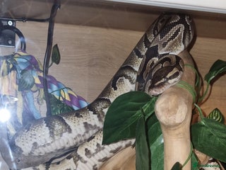 Python Snake reptiles Royal python - Advert 2