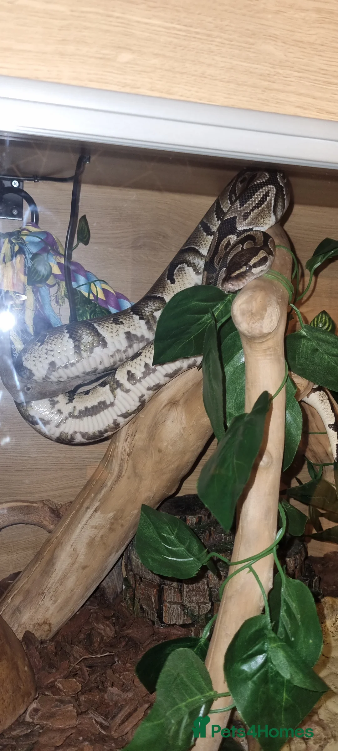 Python Snake reptiles for sale: Royal python - Advert 1