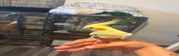 Cockatiels birds for sale: Cockatiels for sale including cage - Advert 2