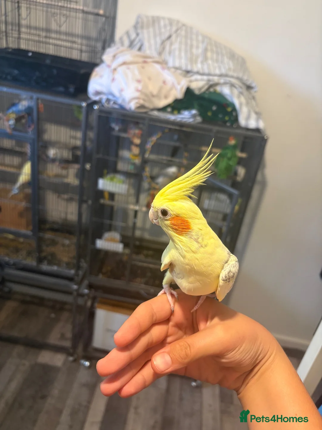 Cockatiels birds for sale: Cockatiels for sale including cage - Advert 2