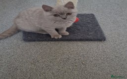 British Shorthair cats for sale: British shorthair - Image 11