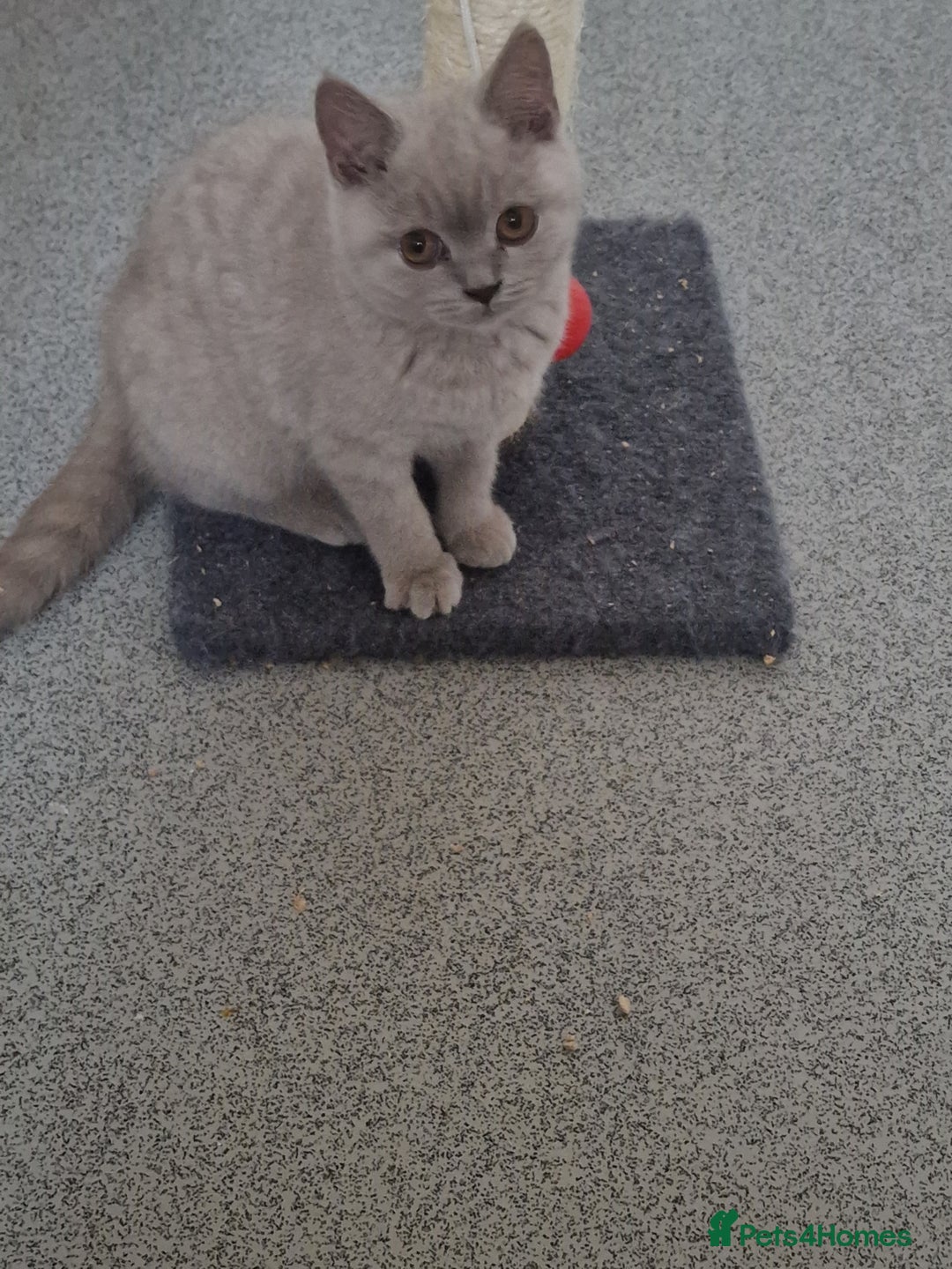 British Shorthair cats for sale: British shorthair - Image 11