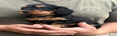 Yellow collar - Cocker Spaniel