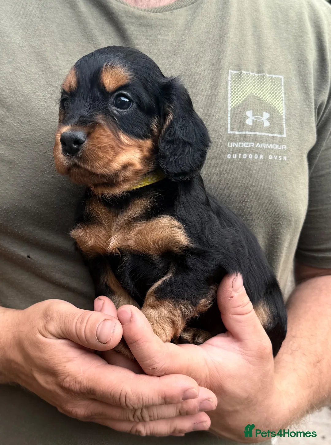 Cocker Spaniel dogs for sale: Working Cocker Spaniel puppies for sale  - Advert 1