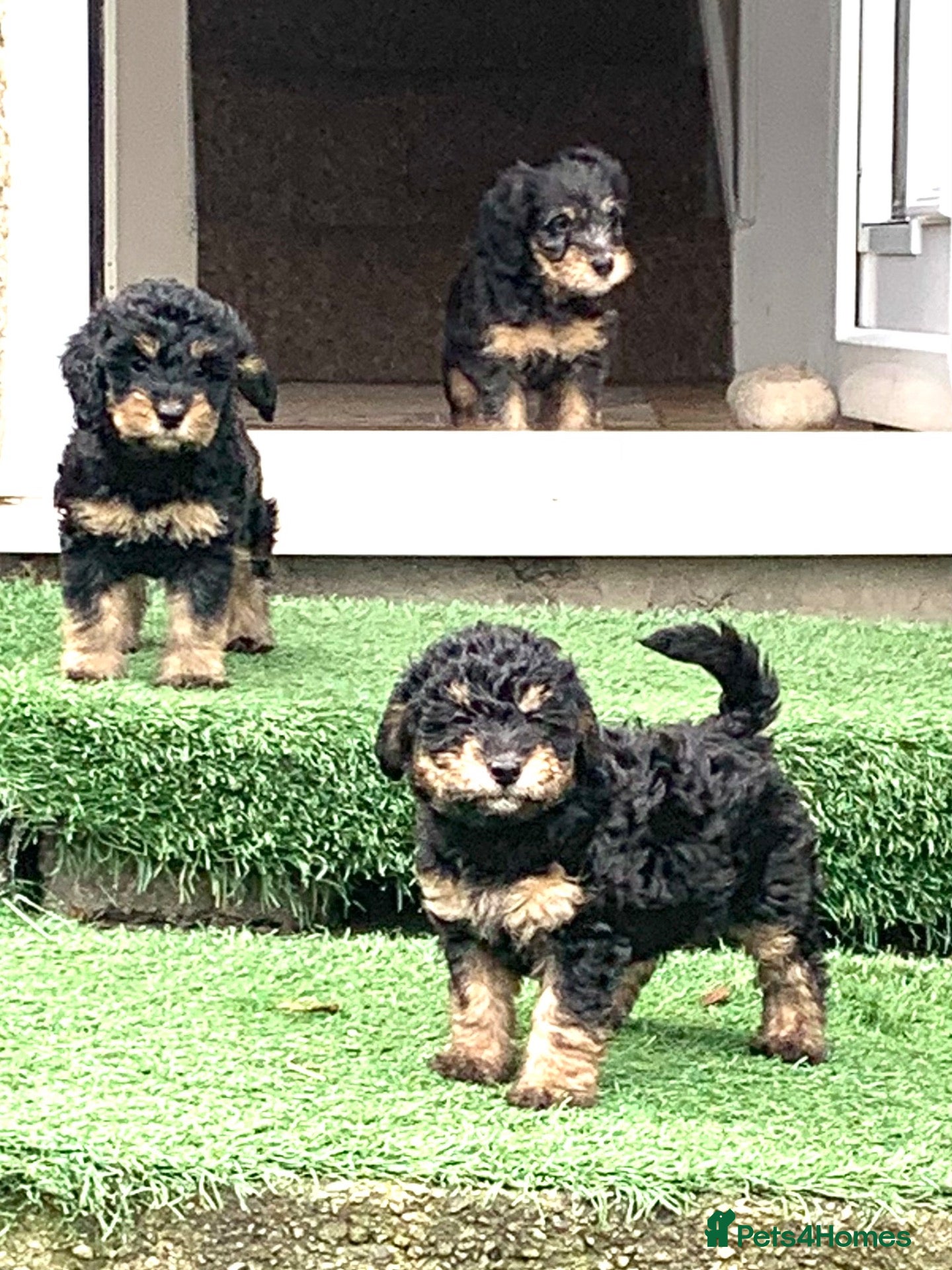 Cockapoo dogs for sale: Beautiful F1b Cockapoo Puppies phantom colours 🐾 - Advert 2