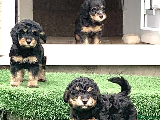 Cockapoo dogs for sale: Beautiful F1b Cockapoo Puppies phantom colours 🐾 - Advert 2