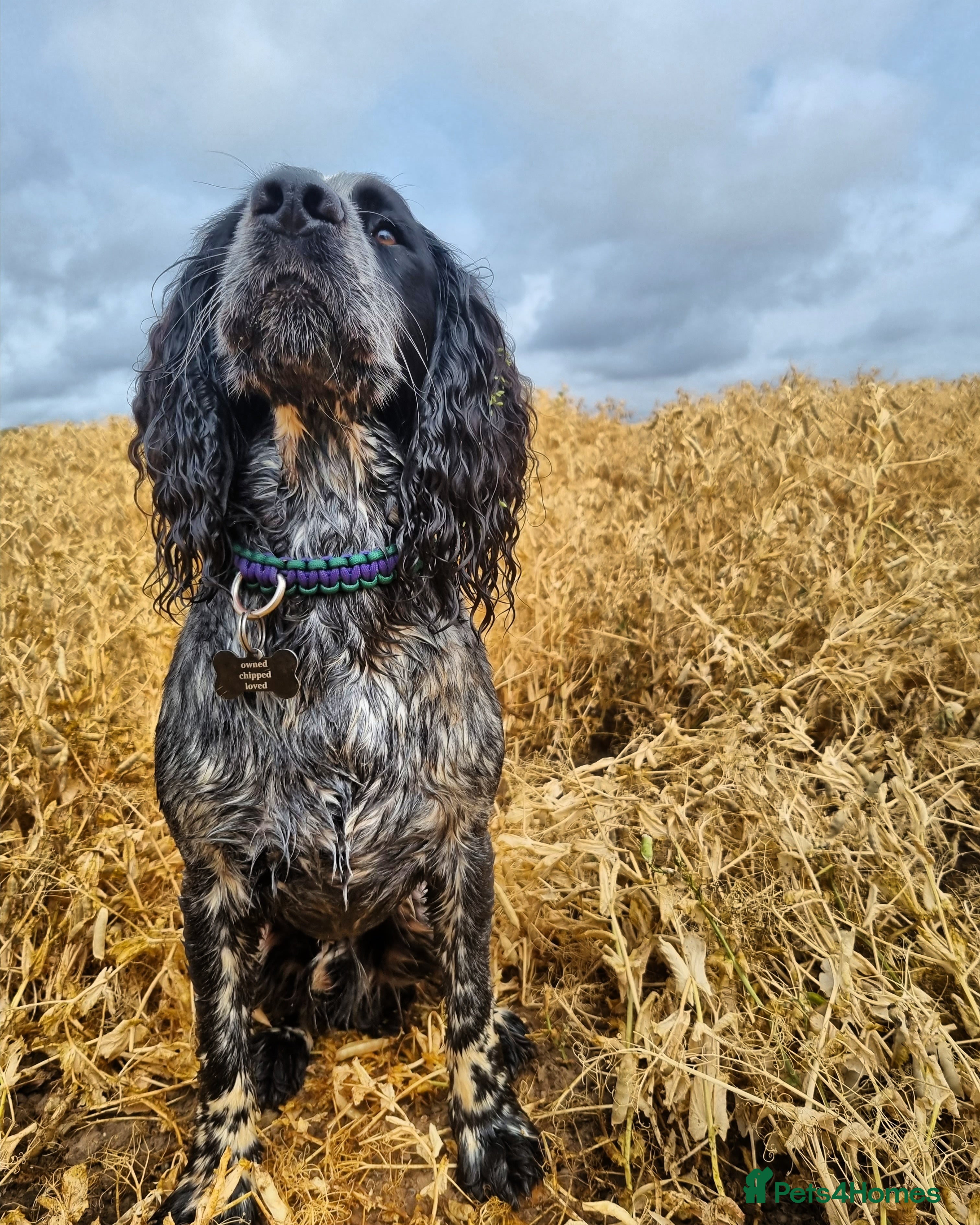 Sprocker dogs Blue roan sprocker for stud in Ibstock - Advert 1