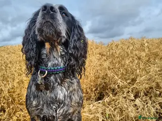 Sprocker dogs Blue roan sprocker for stud in Ibstock - Advert 3