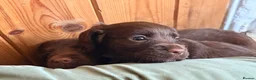 Cocker Spaniel dogs for sale: Stunning Cocker Pups  - Advert 9