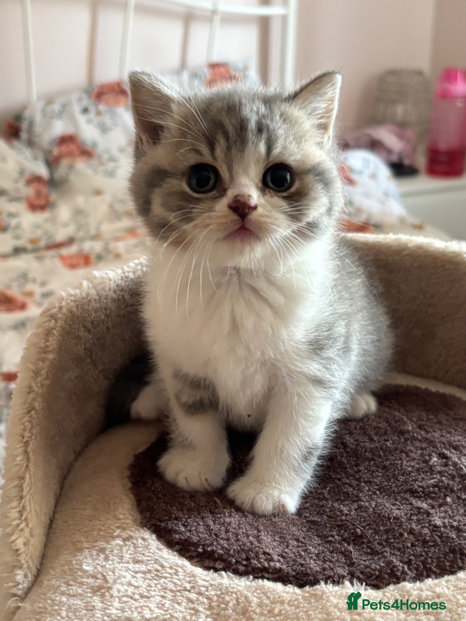 British Shorthair cats GCCF registered British Shorthair Kittens - Advert 2