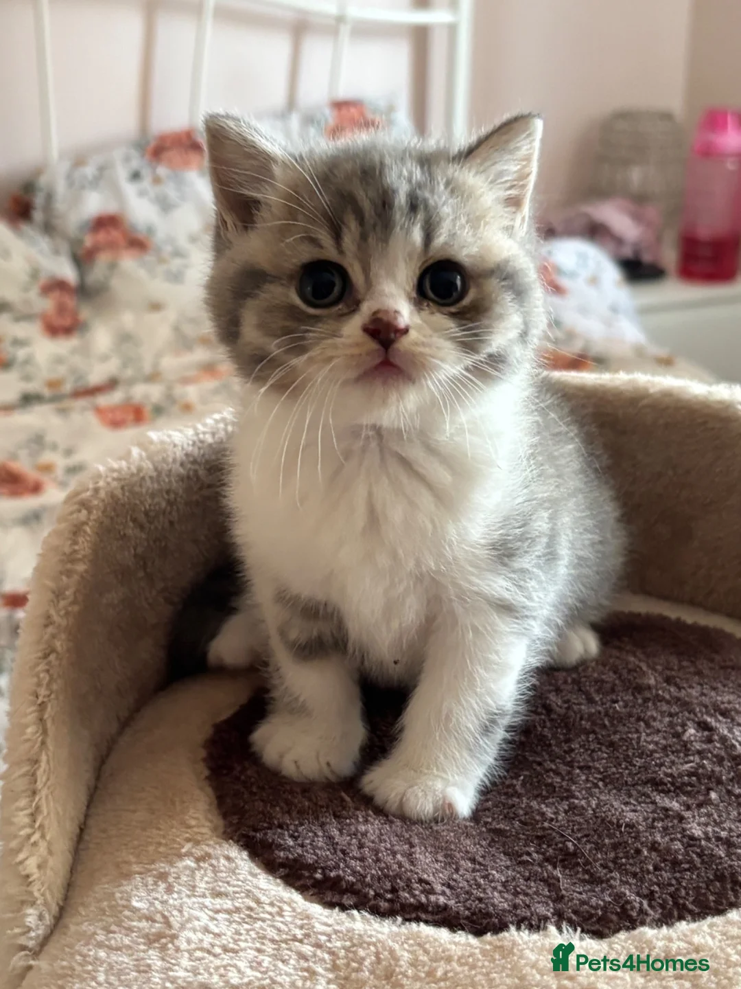 British Shorthair cats for sale: GCCF registered British Shorthair Kittens in Larne - Advert 1