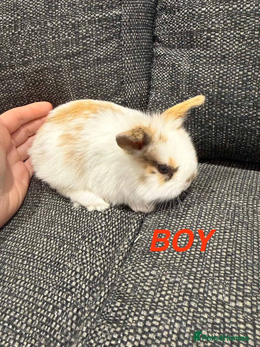 Lionhead rabbits for sale: 4 Baby Lion Head rabbits  - Advert 1