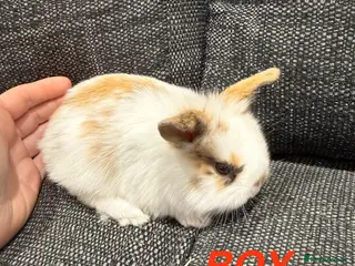 Lionhead rabbits 4 Baby Lion Head rabbits - Advert 5