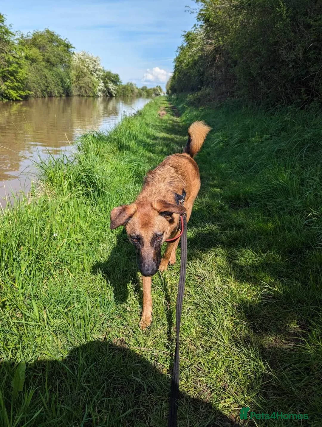 Mixed Breed dogs for adoption: Meet Ryder, currently residing in Cheshire  in Nantwich - Advert 24