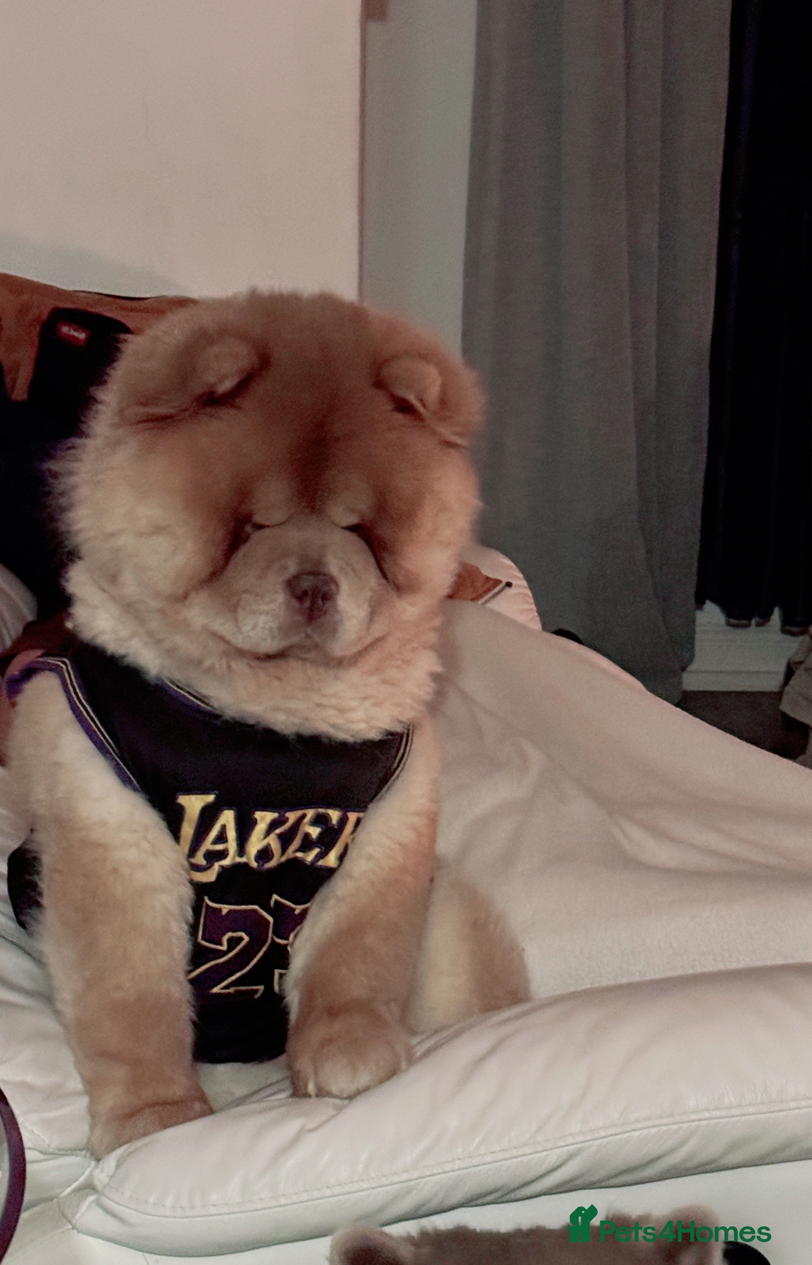 Chow Chow dogs REDUCED REAL TEDDY BEAR CHOW - Advert 1