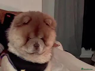 Chow Chow dogs REDUCED REAL TEDDY BEAR CHOW - Advert 1