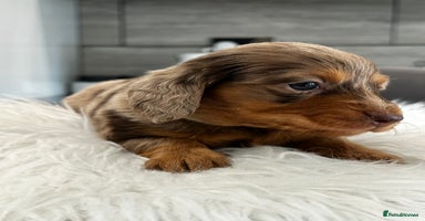 Miniature Dachshund dogs Last Kc Registered Miniature Dachshund male - Advert 2