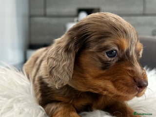 Miniature Dachshund dogs Last Kc Registered Miniature Dachshund male - Advert 5
