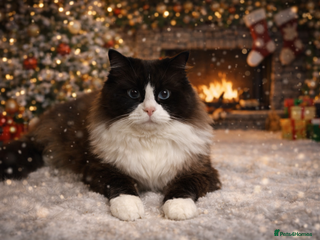 Ragdoll cats STUD ONLY Seal Bicolor-Mitted Max - Advert 1