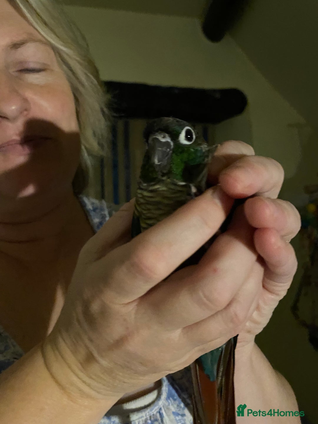 Conures birds for sale: Green cheek conure for sale  - Image 5