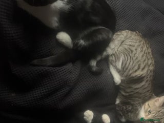 Mixed Breed cats Kittens - Advert 2