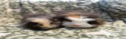 Guinea Pig rodents for sale: Male Guniea pigs  - Advert 3