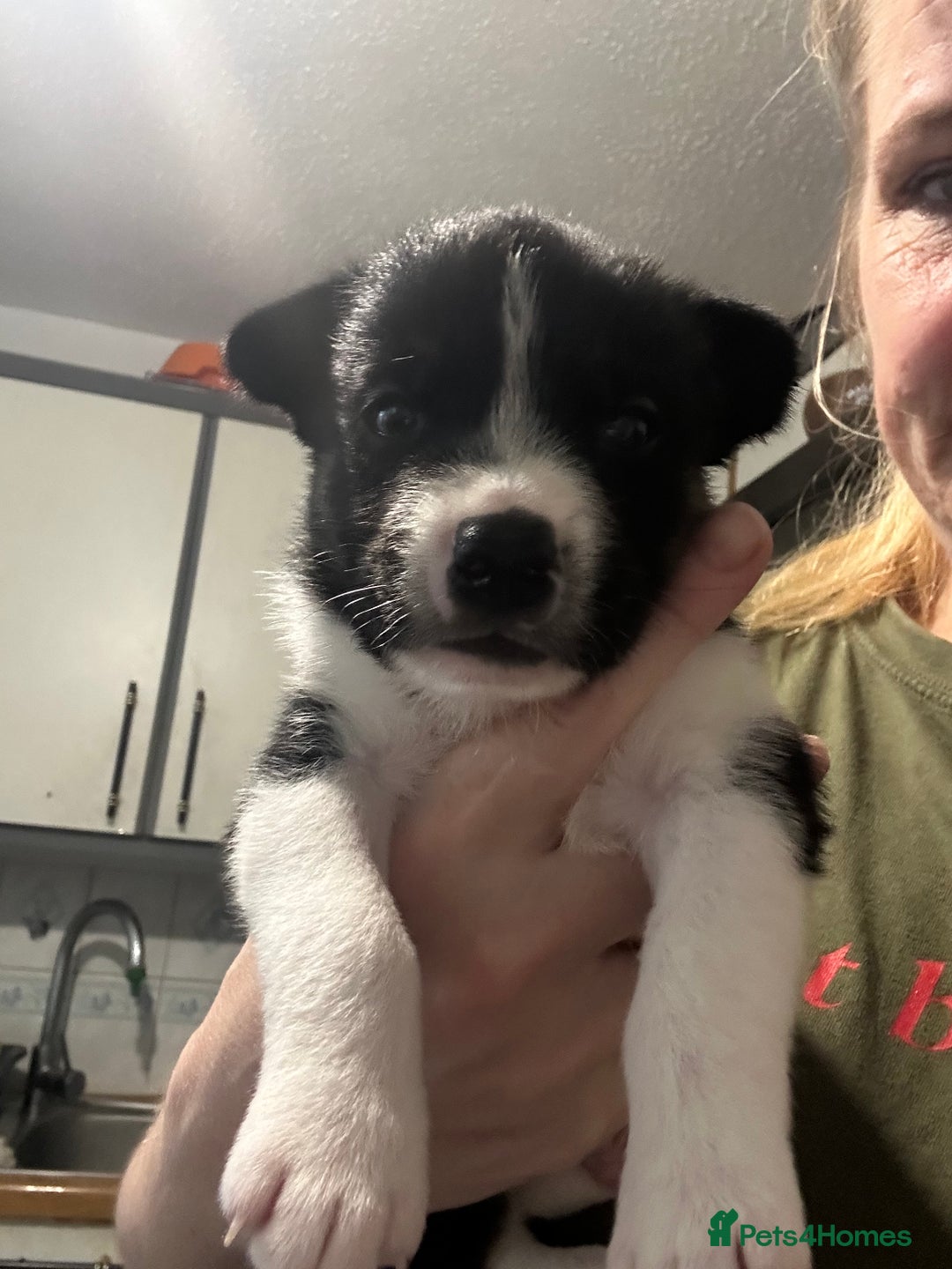 Mixed Breed dogs for sale: Puppies  - Image 6