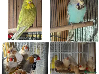 Finches birds Zebra Finches - Advert 13