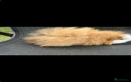 Guinea Pig rodents for sale: Swiss & texel GP  - Advert 7