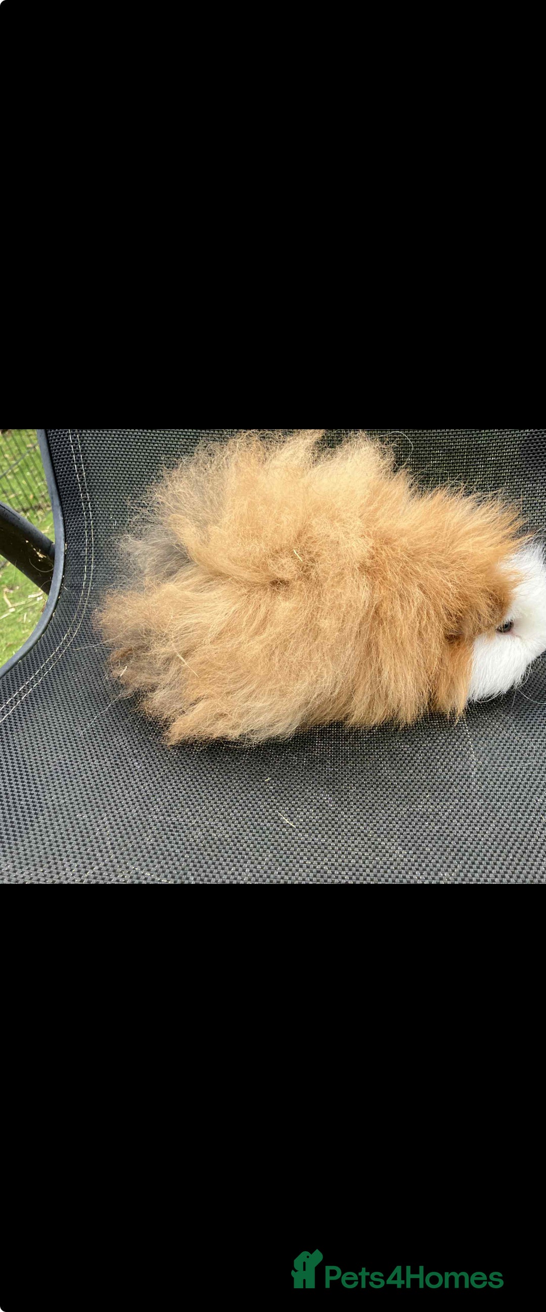 Guinea Pig rodents for sale: Swiss & texel GP  - Advert 7