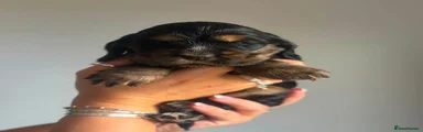Cocker Spaniel 6