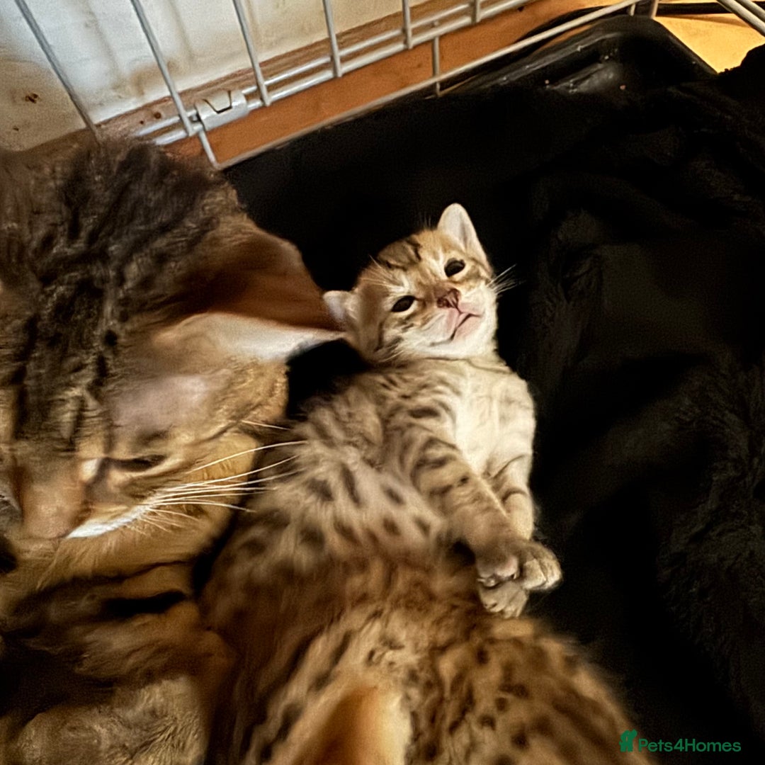 Savannah cats for sale: Stunning Savannah Kittens - Image 3