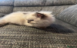Ragdoll cats for sale:  Beautiful Ragdoll Kittens * 3 BoYs *  - Image 17