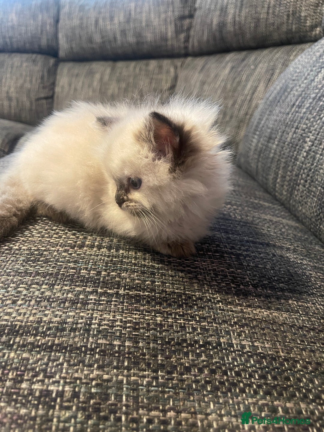 Ragdoll cats for sale:  Beautiful Ragdoll Kittens * 3 BoYs *  - Image 17