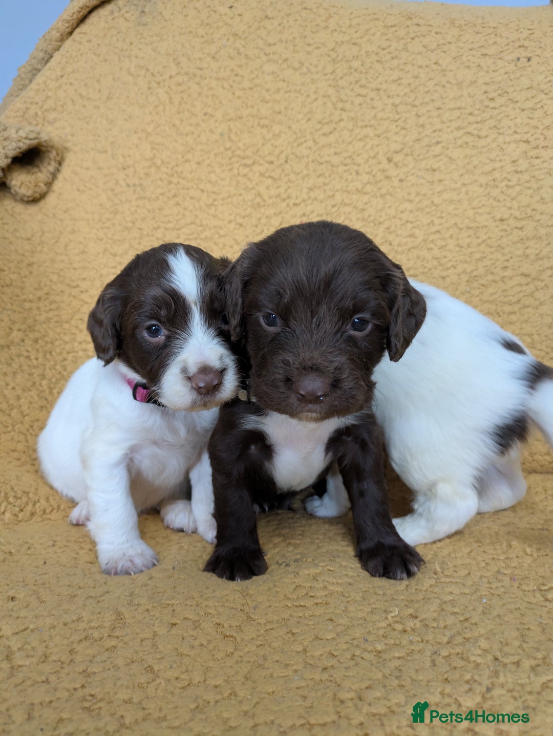 Sprocker dogs for sale: 🐶✨ F2 Sprocker Puppies – Growing Beautifully! ✨🐶 - Image 5
