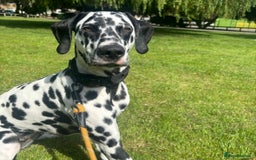Dalmatian dogs for stud: Looking for Dalmatian stud! - Image 4