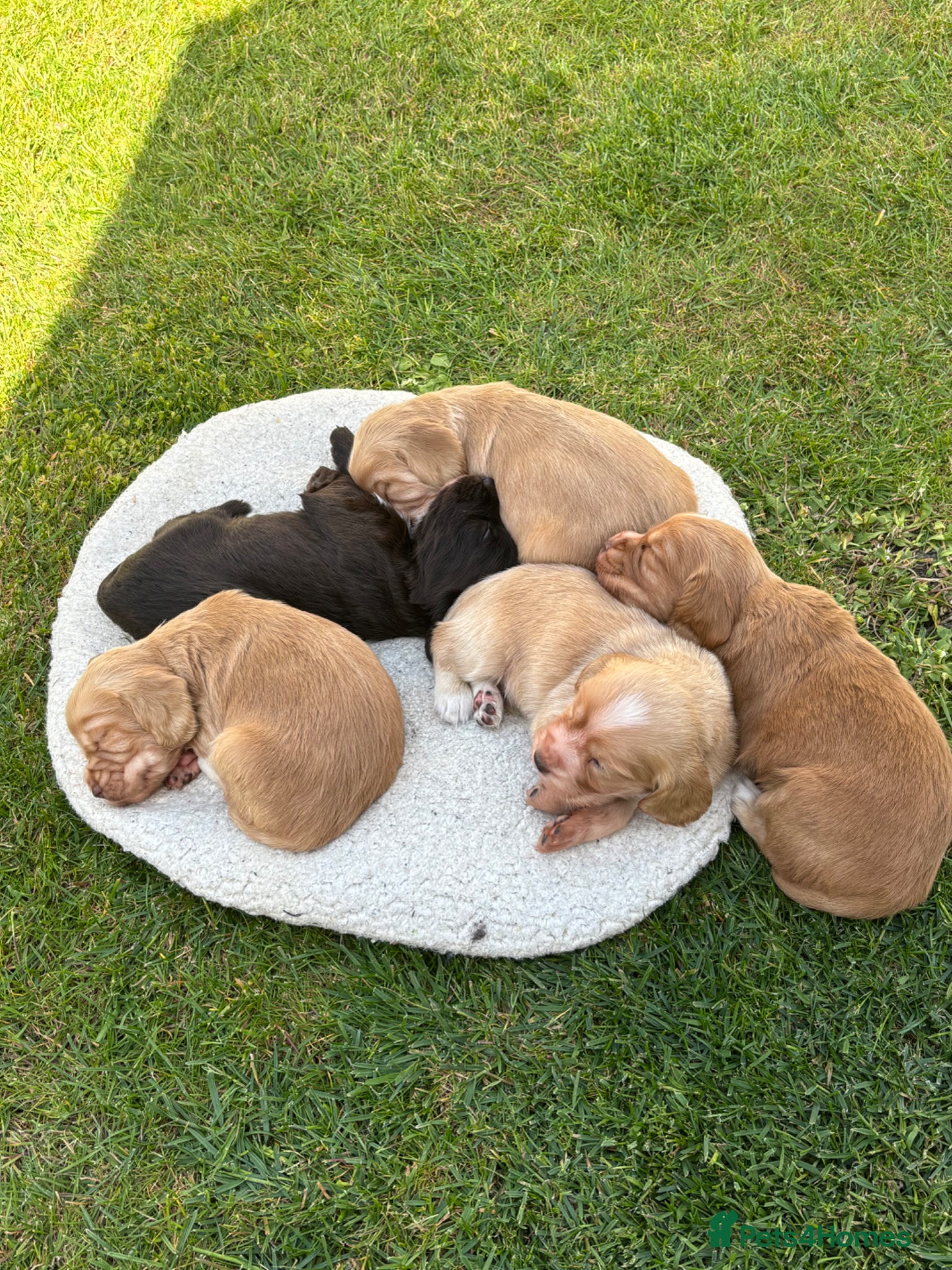 Cocker Spaniel dogs KC Working Cocker Spaniels - Advert 1