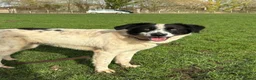 Mixed Breed dogs for adoption: Lilly -Milton Keynes  in Milton Keynes - Advert 7