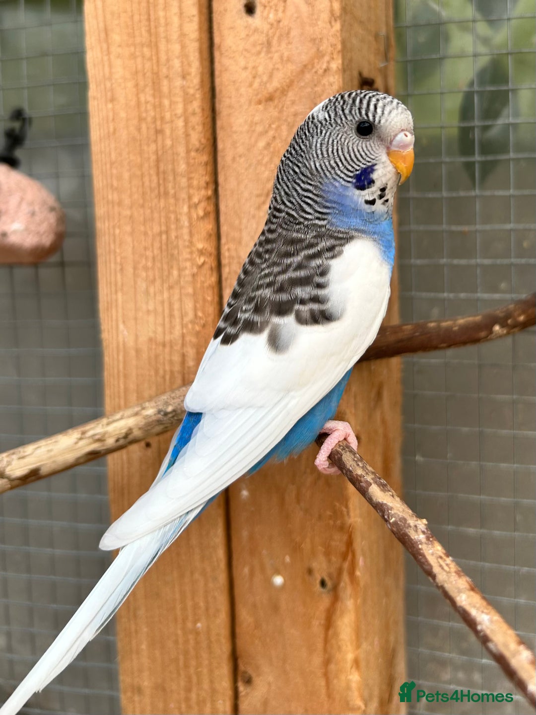 Budgerigars birds for sale: Beautiful Baby Budgies - Image 3